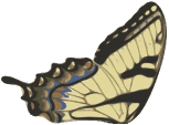 Butterfly animation part w1