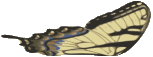Butterfly animation part w2