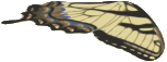 Butterfly animation part w5