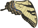Butterfly animation part w6