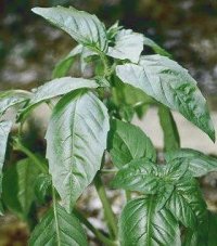 Basil Plant