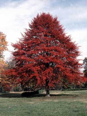 Get ten free trees when you join the National Arbor Day Foundation Get ten free trees when you join the National Arbor Day Foundation